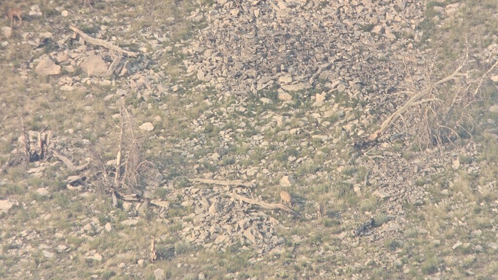 Kowa TSN 66 Spotting Scope digiscoping