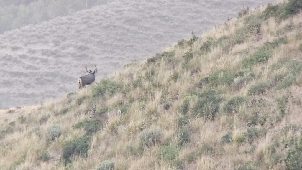 Kowa TSN 66 Spotting Scope digiscoping