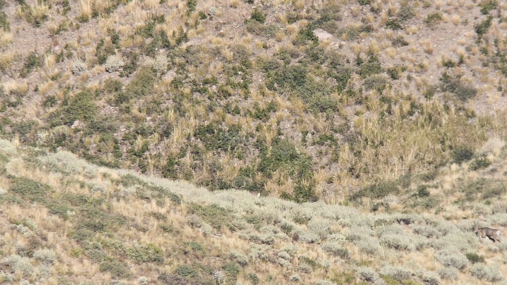 Kowa TSN 66 Spotting Scope digiscoping