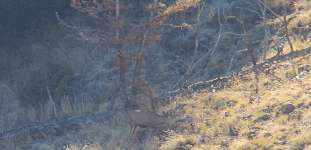 Tract Toric Spotting Scope